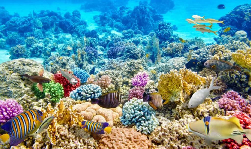 Lặn ngắm san hô Phú Quốc - Trải nghiệm lý thú tại Đảo Ngọc